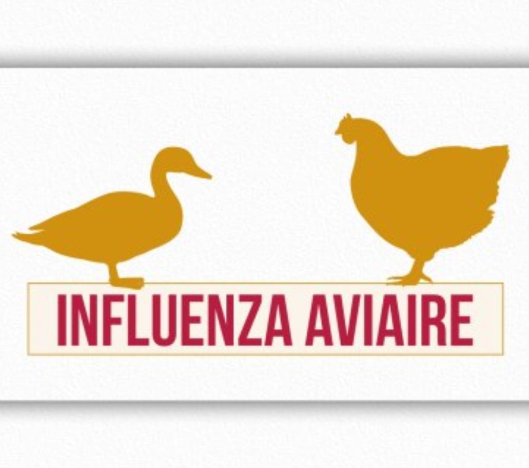 Lire la suite à propos de l’article Influenza aviaire hautement pathogène